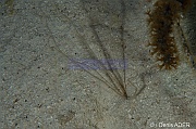 Ophiopsila sp-Bonaire Buddy Reef-18m-20180222nuit-Denis-ADER-DSC_7594_tn